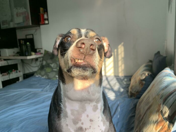 Dog taking a funny selfie indoors with natural light, showcasing animals who can take a better selfie than you.