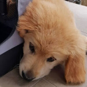 alisazelenkina_1 avatar