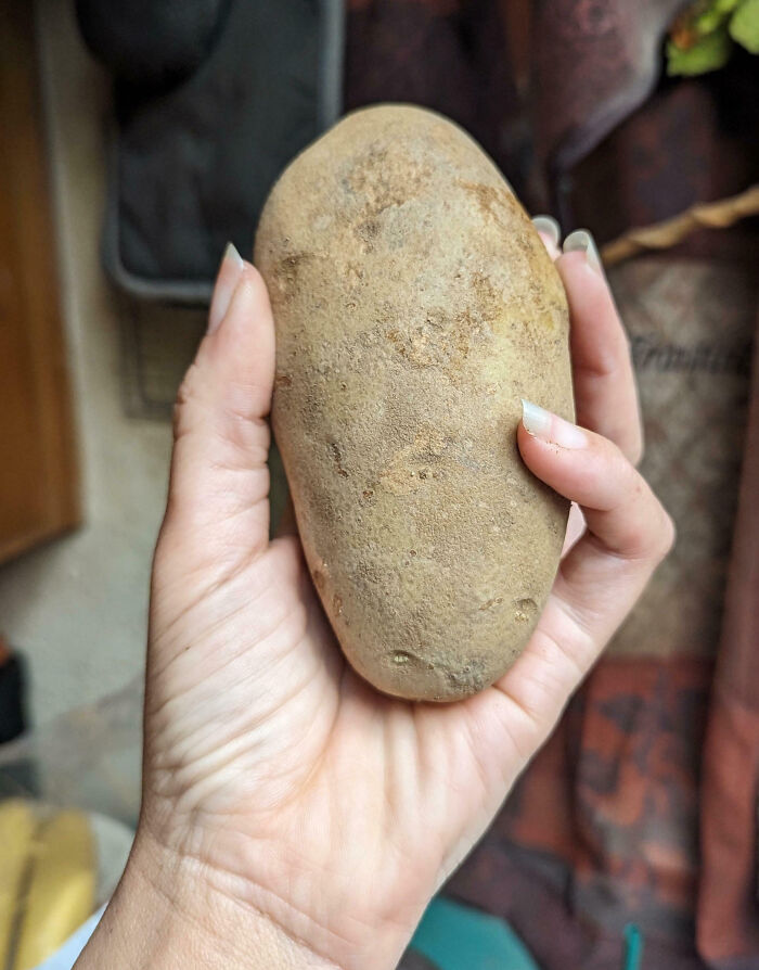 Close-up of hand holding a potato, illustrating moments people were infuriated with family members online.