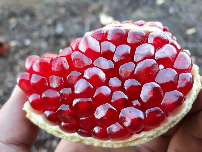 Close-up of vibrant red pomegranate seeds showing the unique insides of this common fruit object.