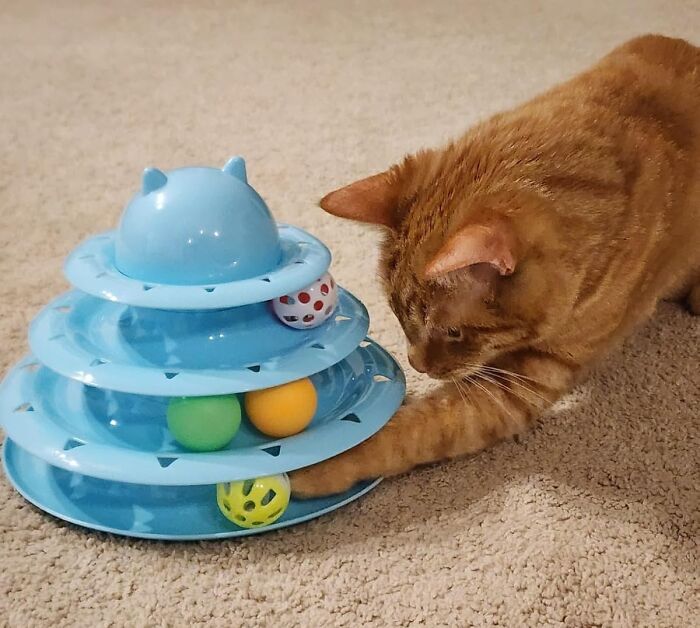 Orange cat playing with a viral pet toy featuring colorful balls on a blue circular track, popular on TikTok algorithm trends.