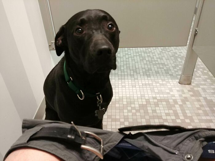Black dog sitting close in a bathroom stall, showing the loss of personal space after getting a new pet.