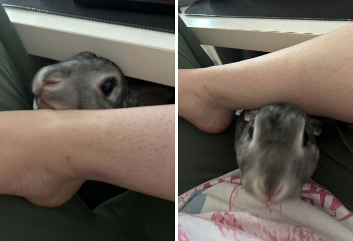 A pet rabbit snuggles close to a person's leg, illustrating how pets affect personal space at home.