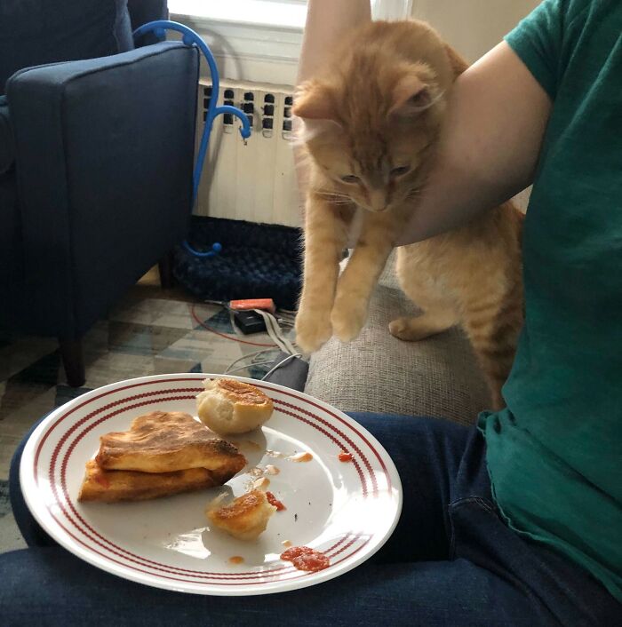 Ginger cat reaching for food on a plate while sitting on a person's lap, showing pet and personal space struggle.
