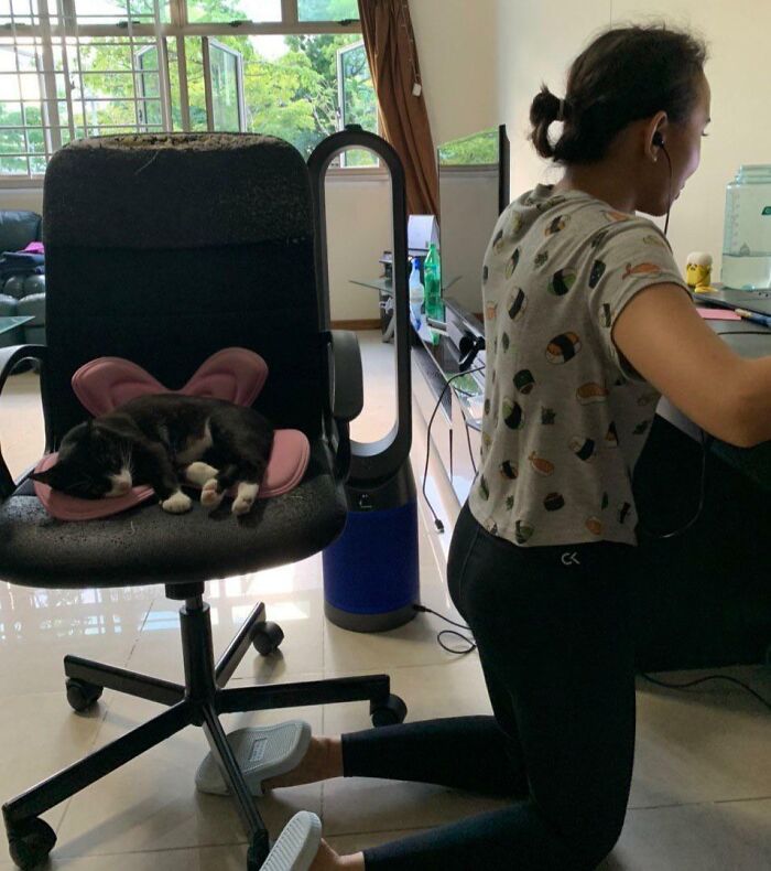 Cat sleeping on an office chair while person works nearby, showing pet taking over personal space at home.