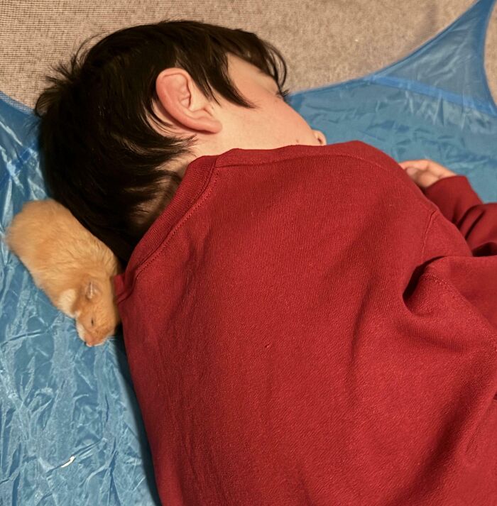Boy sleeping closely with small pet hamster on blue blanket, showing how pets take over personal space.