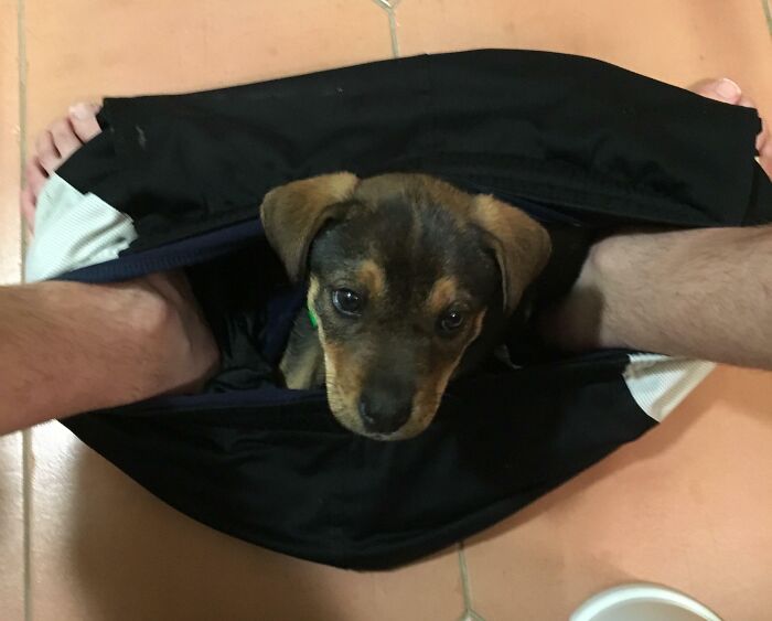 Small puppy sitting between person's legs inside black shorts, showing moments people got a pet and lost personal space.