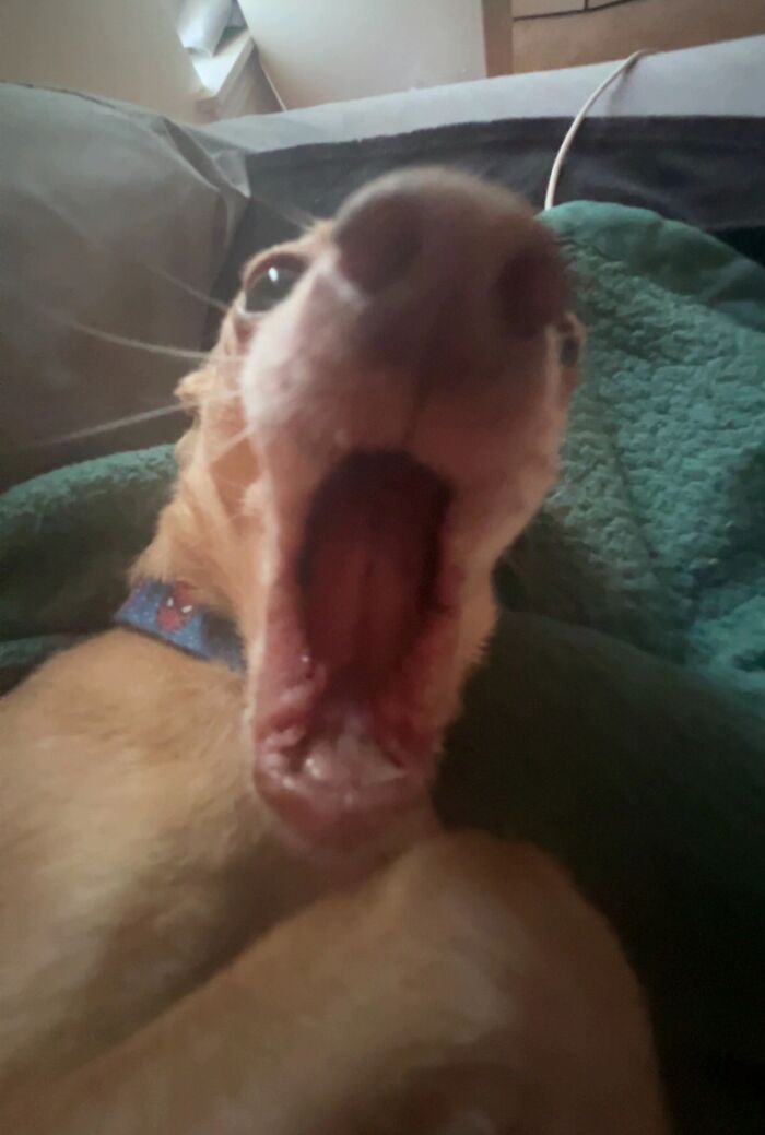 Close-up of a pet dog with mouth wide open in an awkward photo taken and shared by people online.