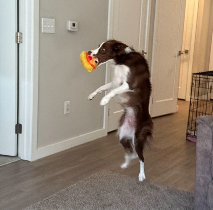 Brown and white dog in mid-air playing indoors with a colorful toy, capturing an awkward pet photo moment.