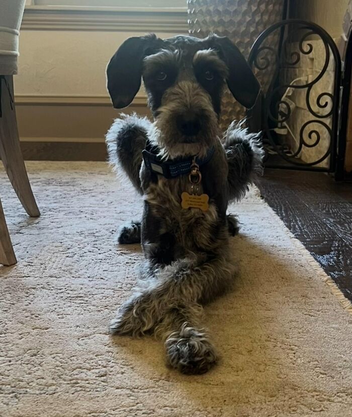 Awkward photo of a dog sitting with crossed front paws on a carpet inside a home, showcasing funny pet moments.
