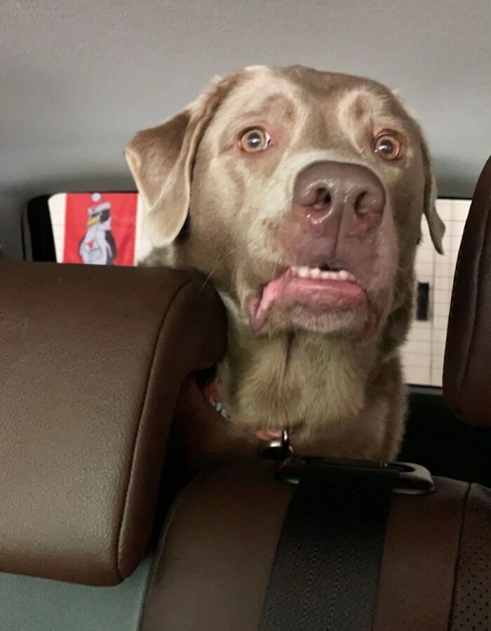 Awkward photo of a dog making a funny face while sitting in a car, capturing a humorous pet moment.