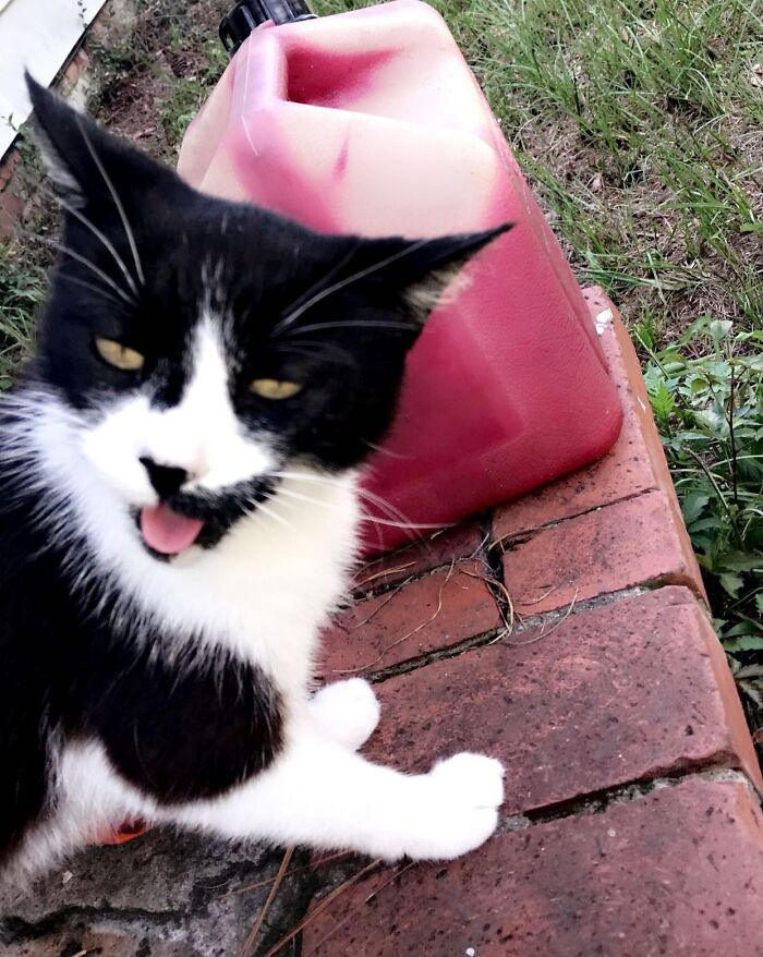 Black and white cat with tongue out making an awkward face outdoors near a red container on bricks, pet awkward photo.