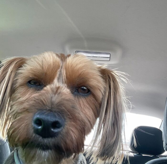 Close-up of a dog making an awkward face inside a car, one of many awkward photos of pets shared online.