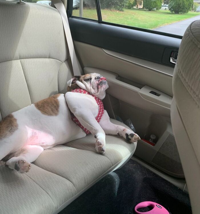 Bulldog wearing a red harness lying awkwardly on a car seat, showcasing a funny pet photo moment.