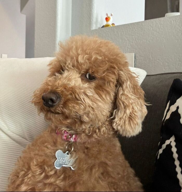 Curly-haired dog making an awkward side-eye glance while sitting on a couch, capturing an awkward pet moment.