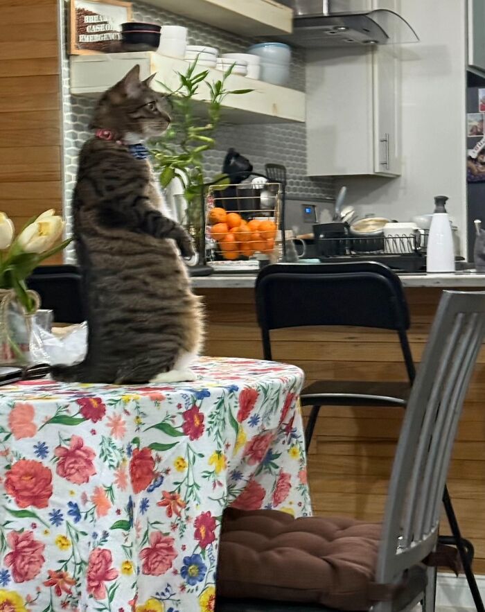 Tabby cat standing awkwardly on hind legs on a floral tablecloth in a modern kitchen setting.