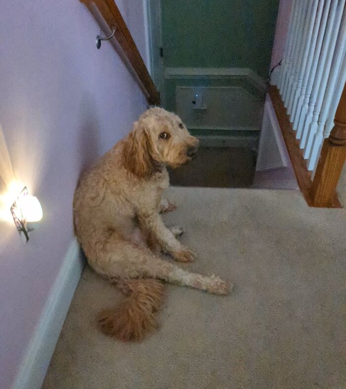 Brown dog sitting awkwardly against the wall on carpeted stairs, captured in an awkward pet photo moment.