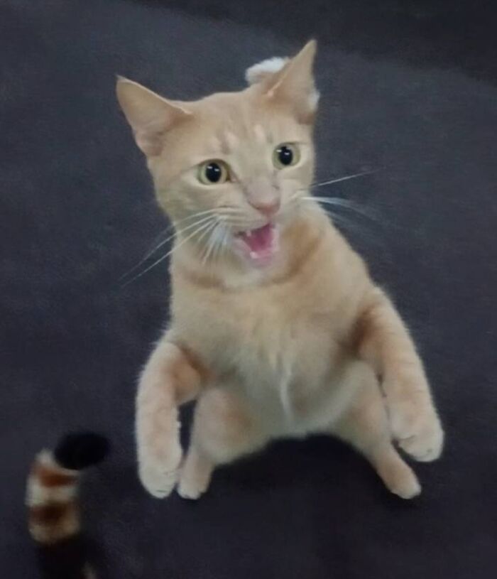 Awkward photo of a surprised orange tabby cat standing on its hind legs with wide eyes and mouth open.