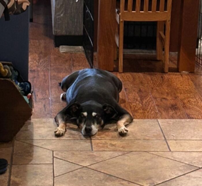 Black and tan dog lying flat on tiled floor looking awkward in a funny pet photo shared by owners.