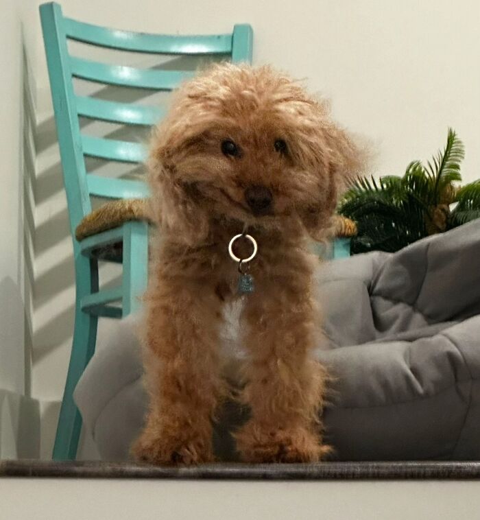 Small fluffy dog with a collar standing indoors, one of the awkward photos of pets people shared online.