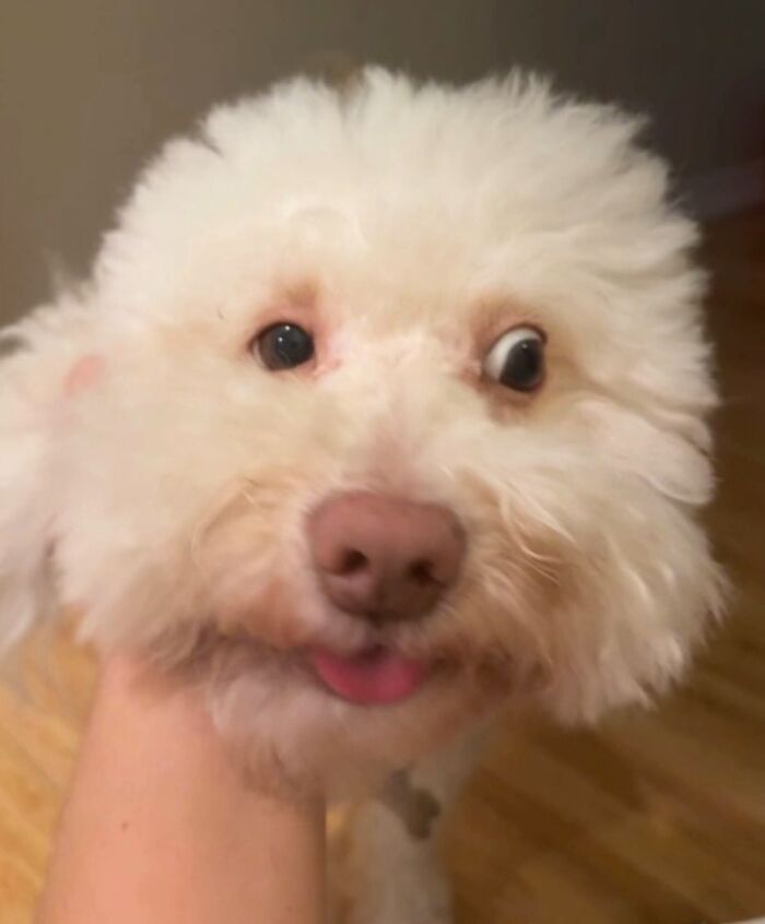 Fluffy white dog making an awkward face with crossed eyes and tongue slightly out in a close-up pet photo.