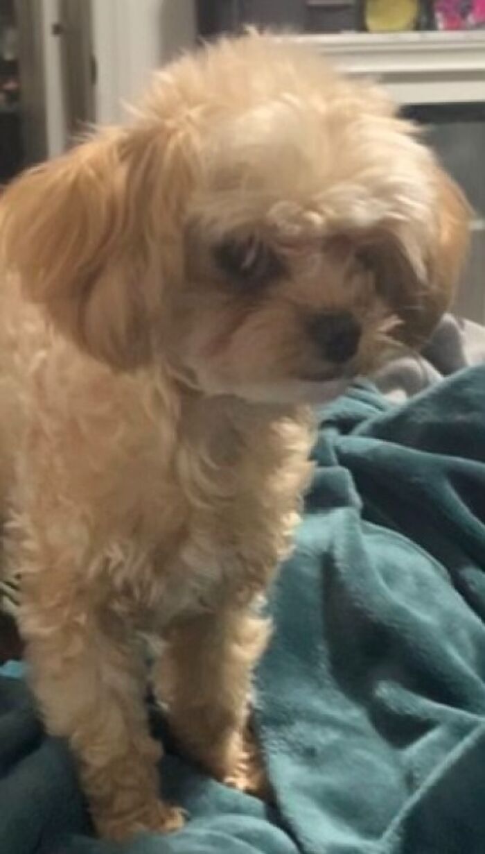 Small fluffy dog with curly fur standing on a blanket, one of the awkward photos of pets shared online