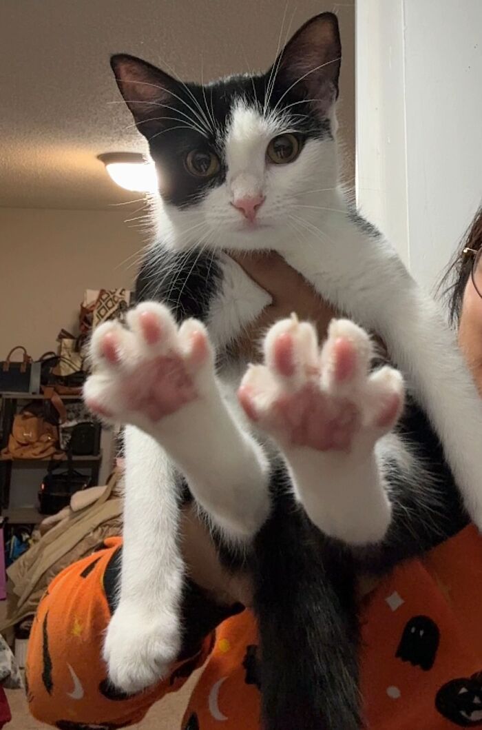 Black and white cat with paws stretched out towards the camera in one of the awkward photos of pets shared online.