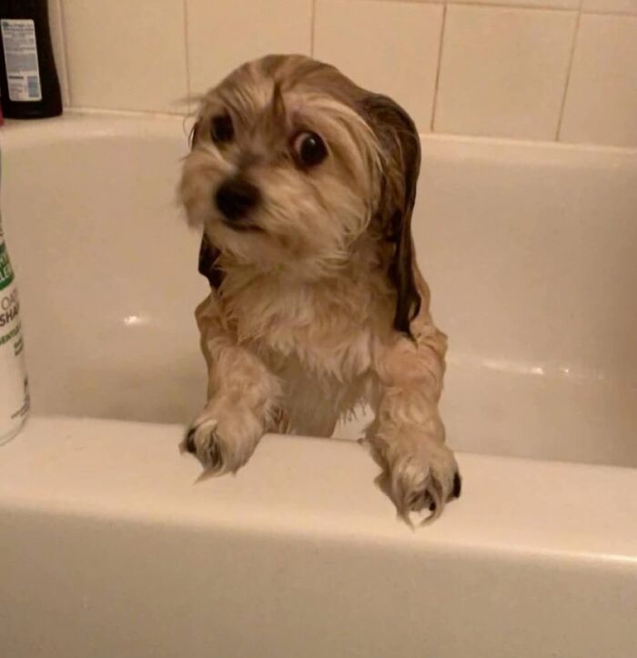 Small wet dog in a bathtub with an awkward expression, one of many awkward photos of pets shared online.