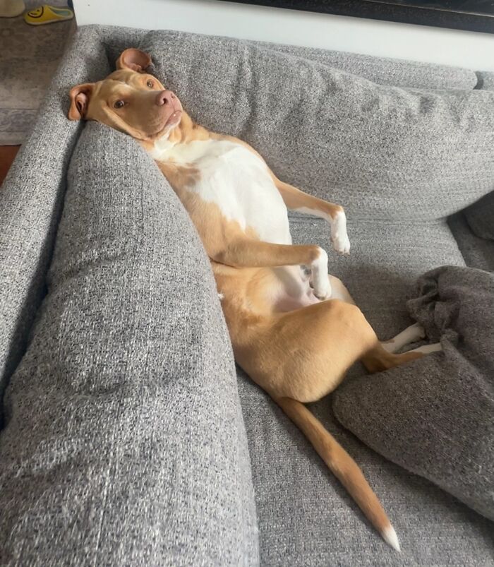 Awkward photo of a dog lying on its back on a gray couch with a relaxed, funny pose.