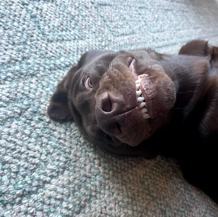Awkward photo of a brown dog lying on a carpet with teeth showing in a funny, unexpected expression.