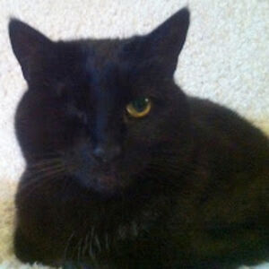 davidhollenshead avatar