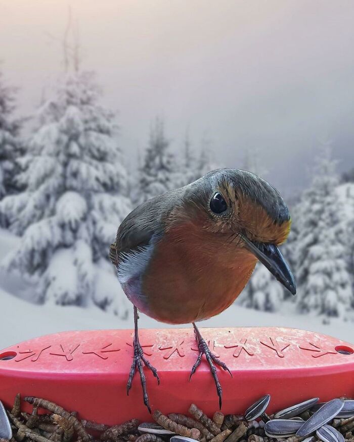 Close-up of a colorful bird perched on a feeder with snowy trees in the background, showcasing awesome facts about animals. Close-up of a colorful bird perched on a feeder with snowy trees in the background, showcasing awesome facts about animals.