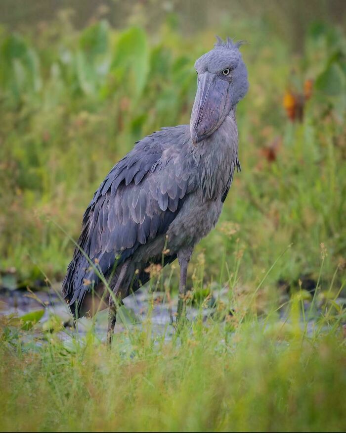 Large grey shoebill bird standing in green wetland grass, showcasing unique animal features in natural habitat. Large grey shoebill bird standing in green wetland grass, showcasing unique animal features in natural habitat.