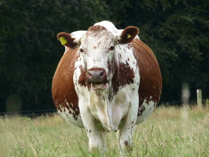 Brown and white cow standing in a grassy field showcasing 100 awesome facts about animals you probably didn’t know