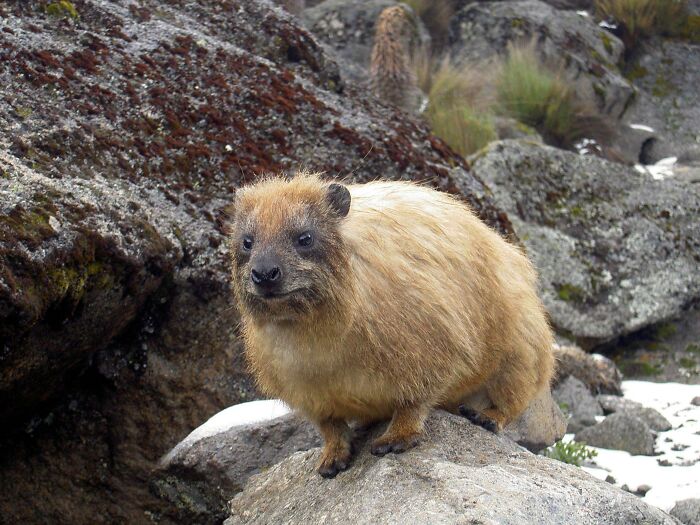Fluffy hyrax standing on a rock in rocky terrain, showcasing unique animal features from awesome animal facts.