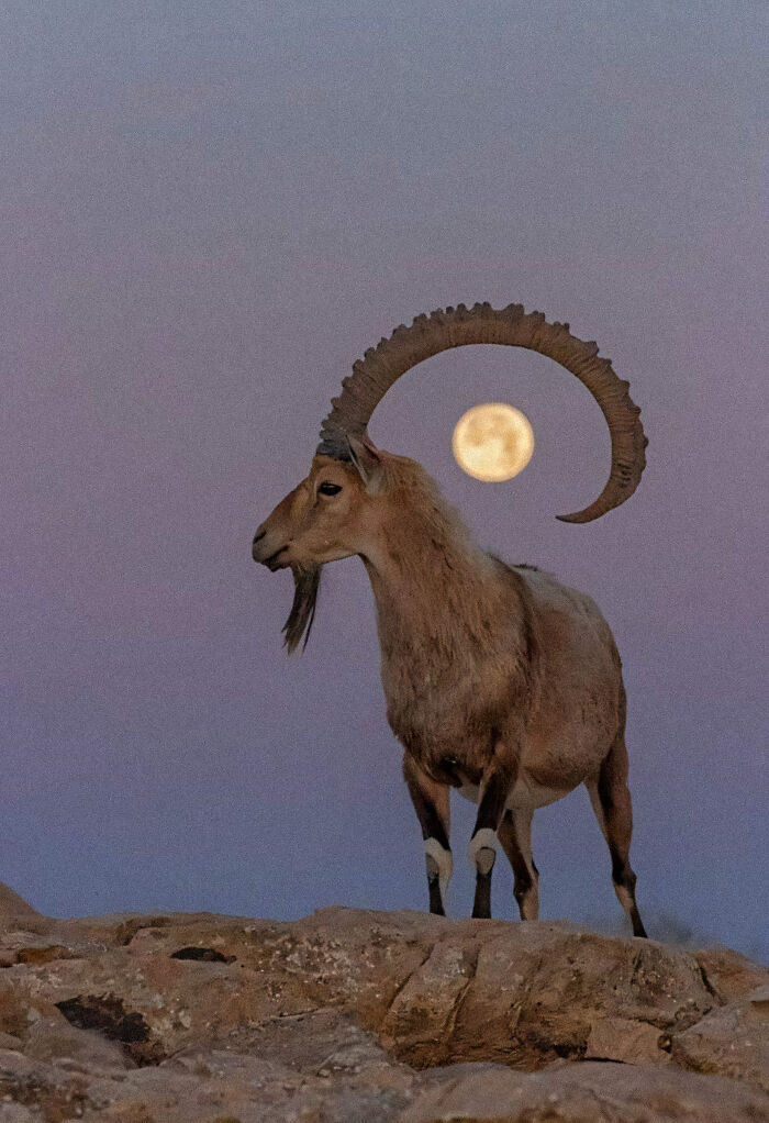 Mountain goat with large curved horns stands on rocky terrain with full moon in the background, showcasing unique animal facts. Mountain goat with large curved horns stands on rocky terrain with full moon in the background, showcasing unique animal facts.