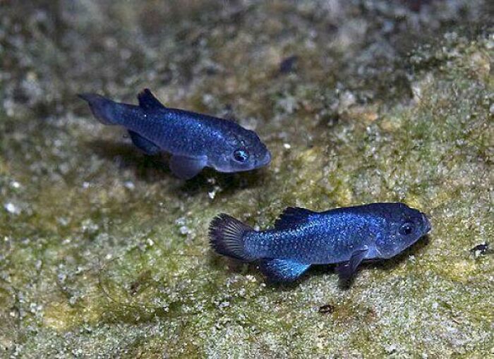 Two small blue fish swimming near a rocky surface, showcasing unique animal facts and underwater life.