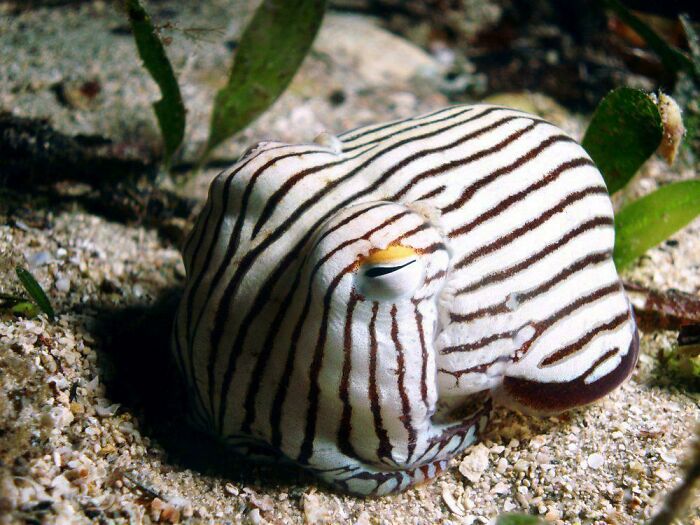 A striped bobtail squid resting on the ocean floor surrounded by sand and underwater plants, showcasing unique animal facts.