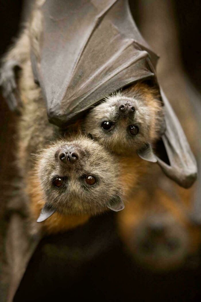 Two bats hanging upside down close together, showcasing interesting facts about animals in nature. Two bats hanging upside down close together, showcasing interesting facts about animals in nature.