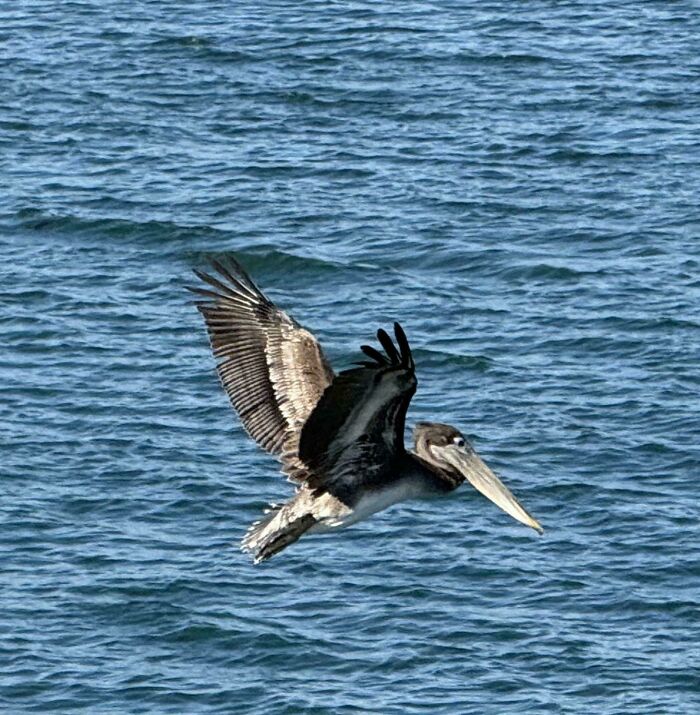 Pelican flying low over ocean water showing detailed feathers in a natural animal wildlife scene. Pelican flying low over ocean water showing detailed feathers in a natural animal wildlife scene.