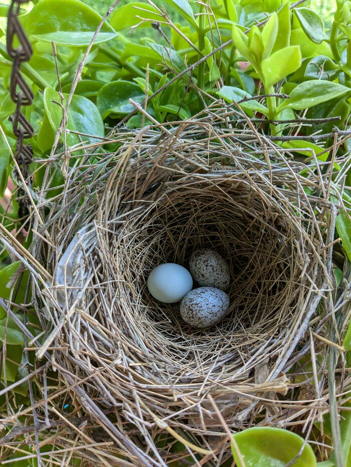Bird nest with three eggs resting among green leaves, showcasing unique animal facts and natural wildlife details.