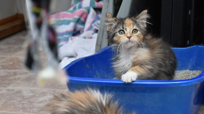 Fluffy kitten sitting in a blue litter box indoors, showcasing adorable animal behavior and charm. Fluffy kitten sitting in a blue litter box indoors, showcasing adorable animal behavior and charm.
