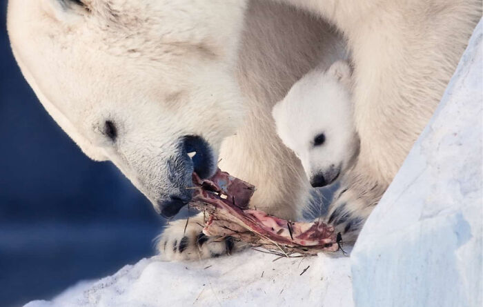Polar bear mother and cub eating meat on snowy ice, showcasing awesome facts about animals and their natural behavior.