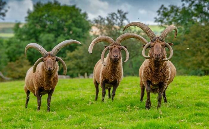 Three brown horned animals standing on green grass in a natural setting, showcasing unique animal facts and wildlife.
