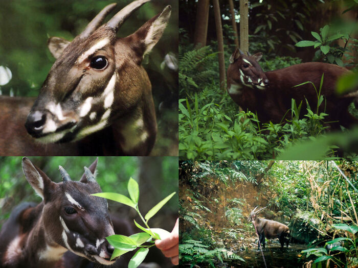 Close-up and habitat photos of a rare forest animal featured in 100 awesome facts about animals you probably didn’t know.
