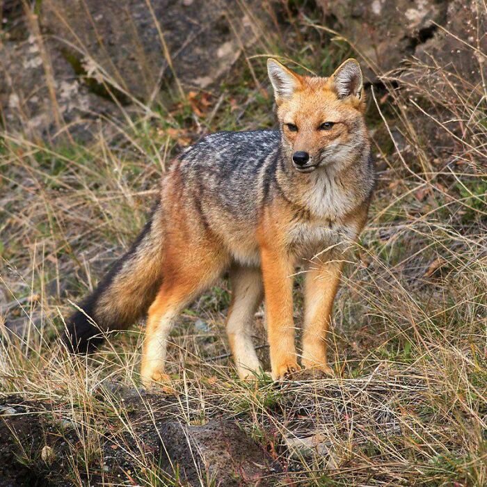 A wild fox standing in dry grass and rocks, showcasing unique animal features in nature for awesome facts about animals.