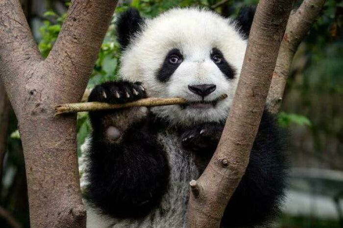 Cute panda cub holding a stick between tree branches illustrating awesome facts about animals in their natural habitat.