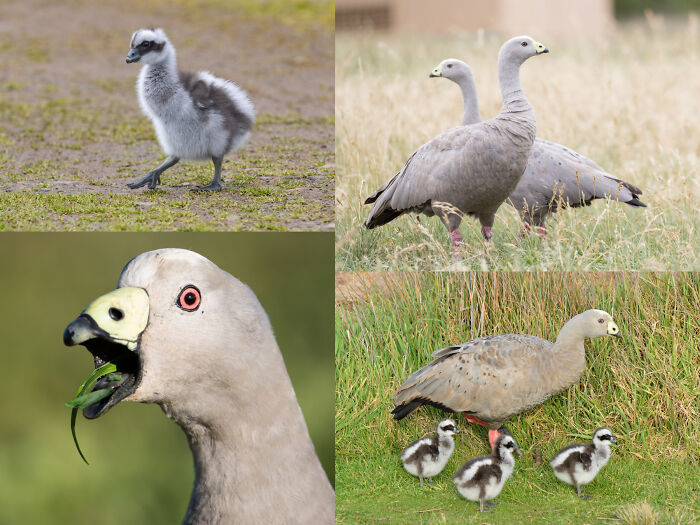 Various birds including goslings and adult geese in natural grassy habitats, showcasing interesting animal facts and behaviors. Various birds including goslings and adult geese in natural grassy habitats, showcasing interesting animal facts and behaviors.