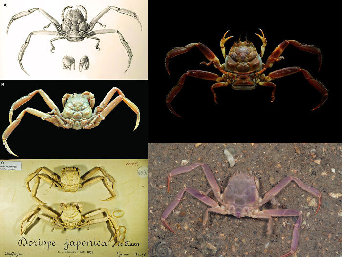 Various crab species shown in detailed illustrations and photos highlighting unique animal facts and anatomy.