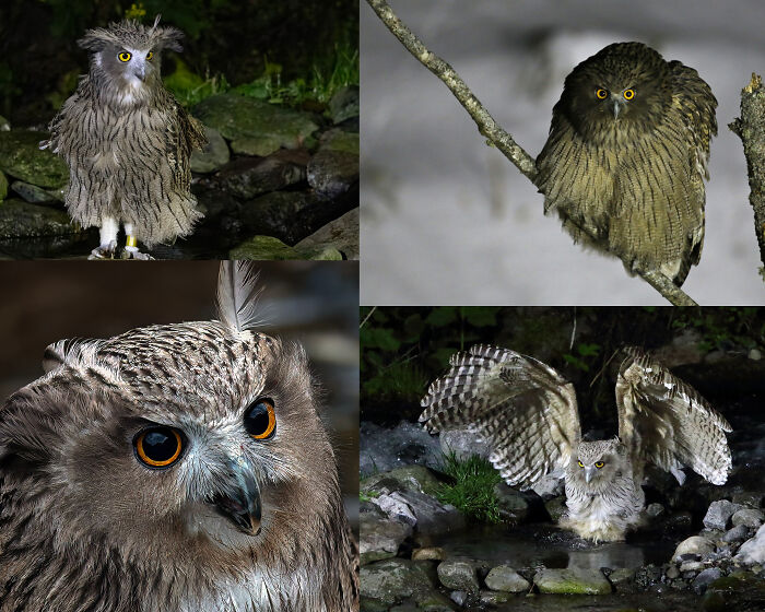 Four close-up images of owls in natural habitats, showcasing unique animal features in 100 awesome facts about animals. Four close-up images of owls in natural habitats, showcasing unique animal features in 100 awesome facts about animals.